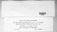 Hymenoscyphus epiphyllus image